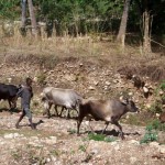 Haitian cattle stampede