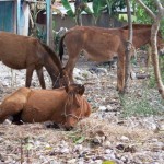 Horses in Haiti