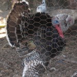 Bro. Chuck's turkey