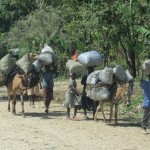 Bringing charcoal back from market Bringing charcoal back from market