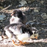 Baby church chicks Baby church chicks