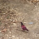 Red pigeon