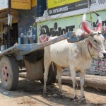 Ox and cart