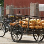 Wagon full of coconuts