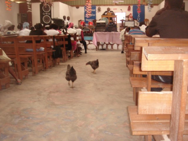 Chickens headed for altar