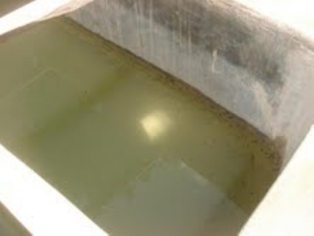 Cistern with tadpoles
