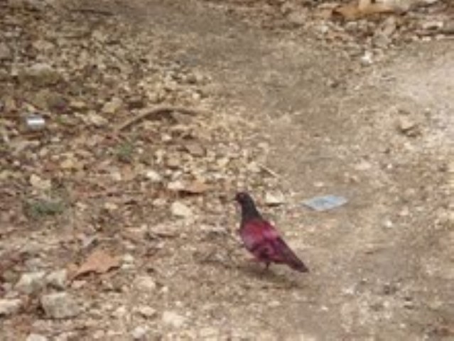 Red pigeon